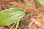 Bosc's panicgrass